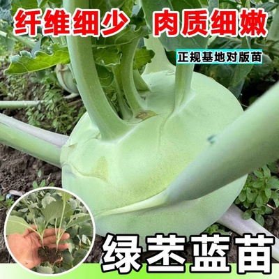 四季青苤兰苗秧苗青苤蓝春秋