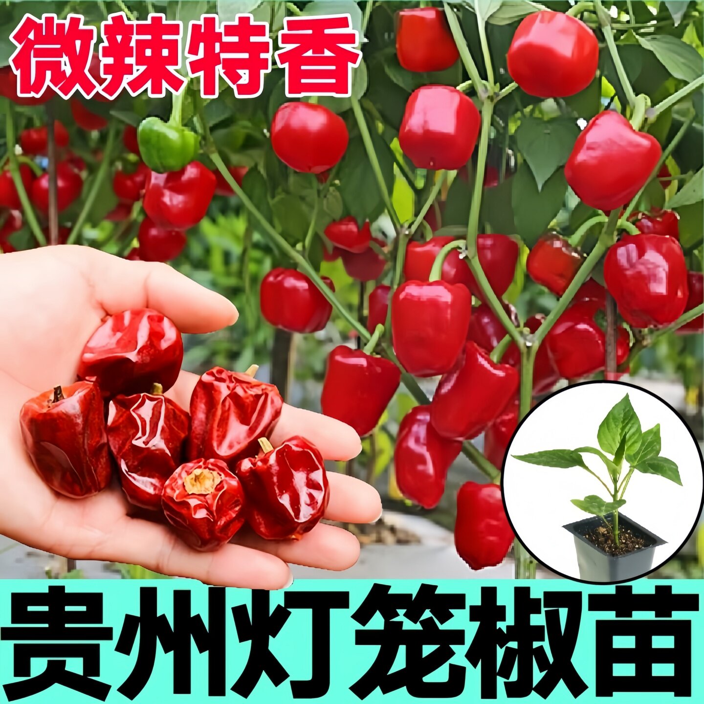 正宗贵州红灯笼椒秧苗微辣特香辣椒种子高产四季盆栽朝天椒美人椒