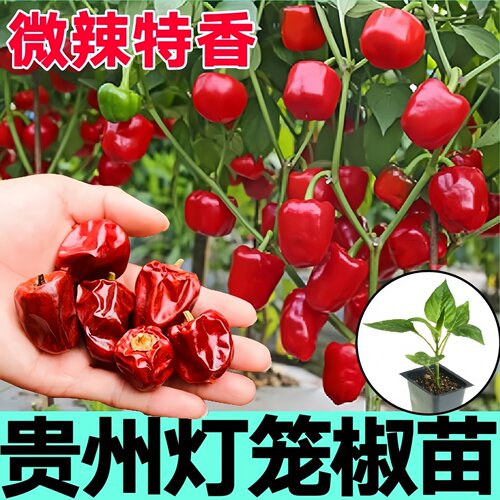 贵州红灯笼椒种子微辣特香高产
