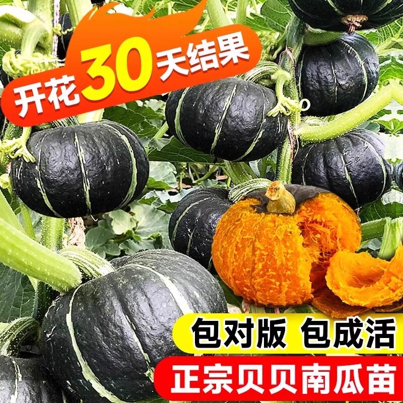 绿贝贝南瓜苗正宗板栗味新鲜蜜本种子籽孑高产蔬菜苗大全四季种植