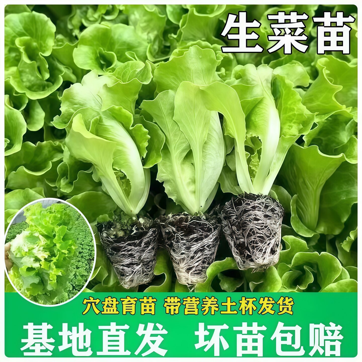 意大利生菜秧苗带土蔬菜苗大全庭院阳台盆栽菜苗四季大白菜娃娃菜