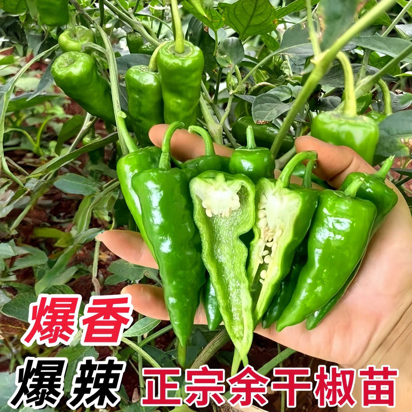 老品种正宗余干椒苗秧苗枫树辣椒苗带土种籽特辣薄皮早熟青椒香辣