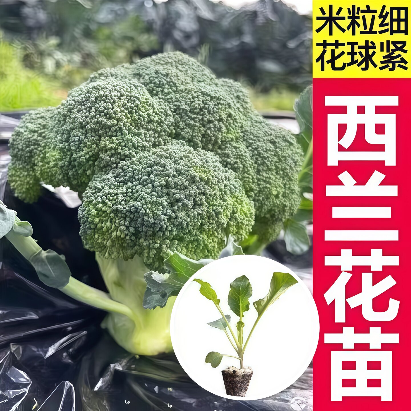西兰花苗花球紧米粒细种子适合新手小白全日照夏季开花蔬菜苗