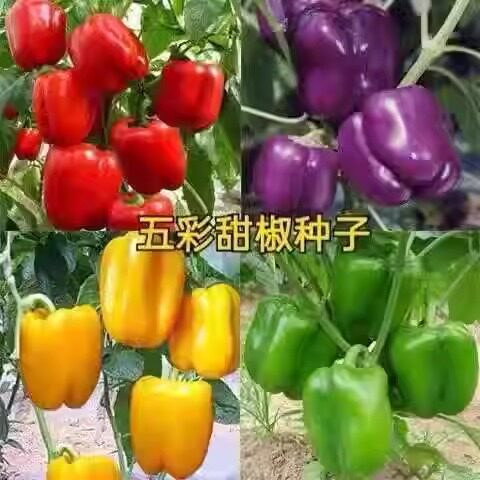 黄甜椒种子四季播耐热耐湿