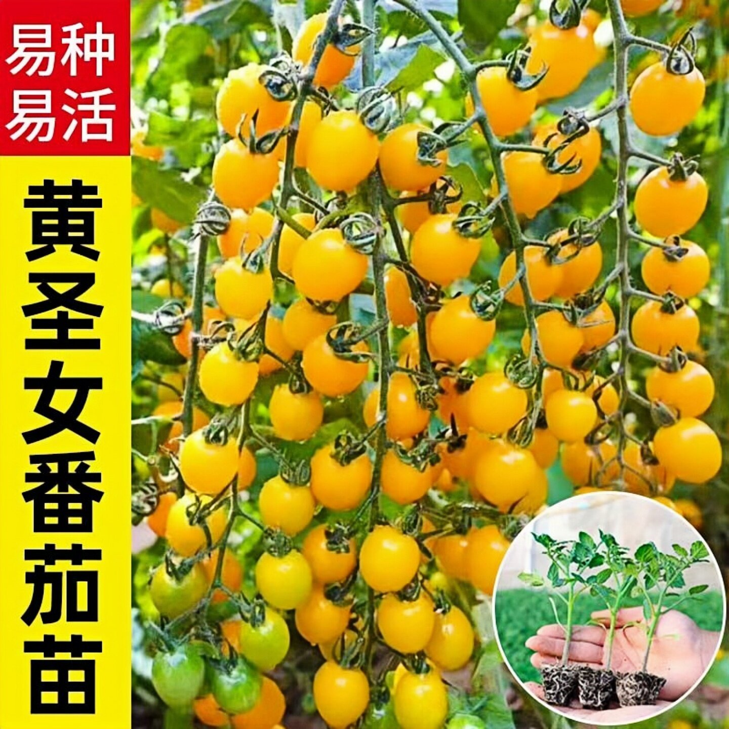 黄圣女果苗水果番茄苗秧苗高产小西红柿苗四季阳台盆栽蔬菜苗幼苗
