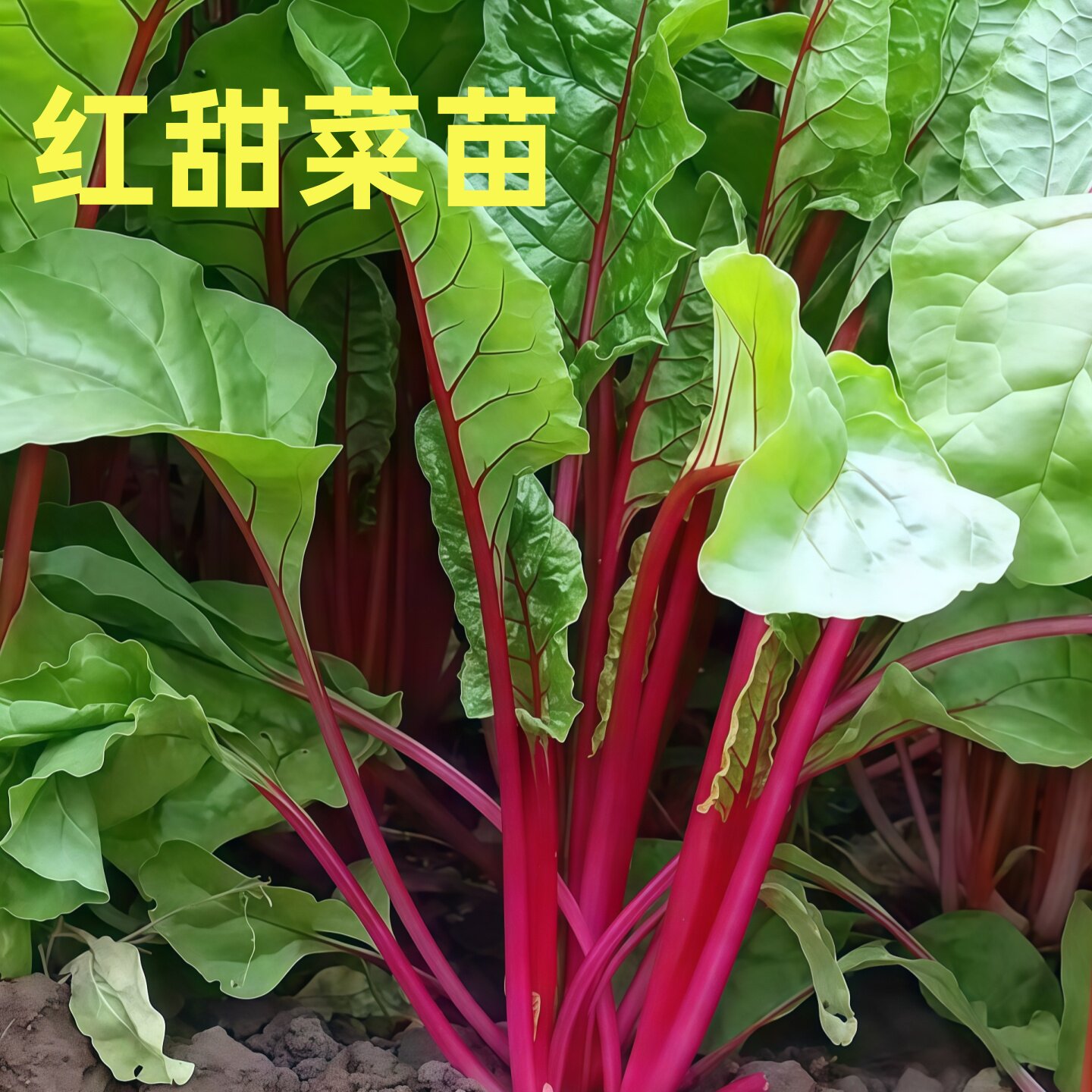 红甜菜种苗金叶红梗甜菜秧苗根红菜苔苗子阳台盆栽带土四季蔬菜苗