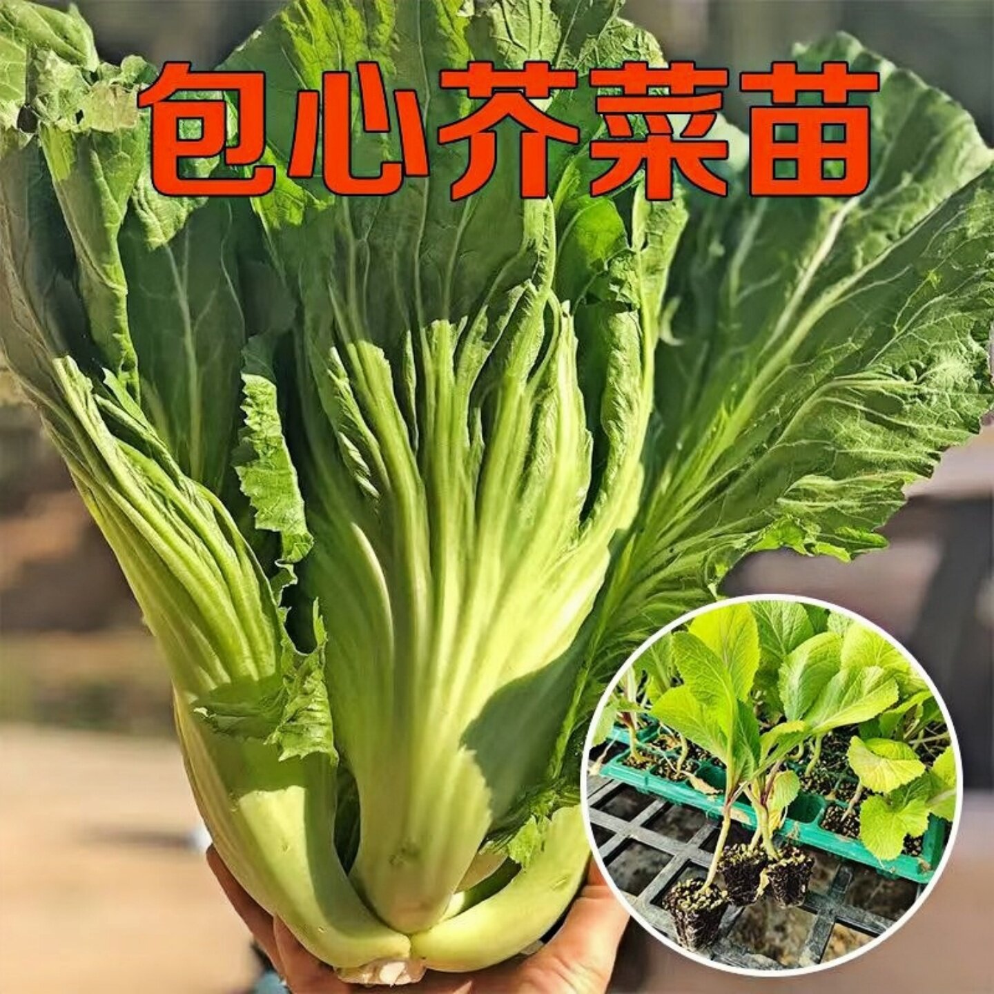 包心芥菜苗种苗四季阳台小院盆栽酸菜农家蔬菜种子菜园地播种植