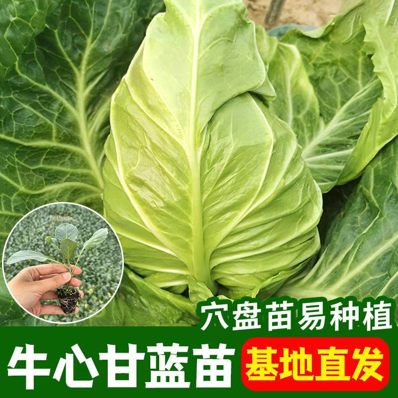 牛心甘蓝秧苗脆嫩四季春秋季