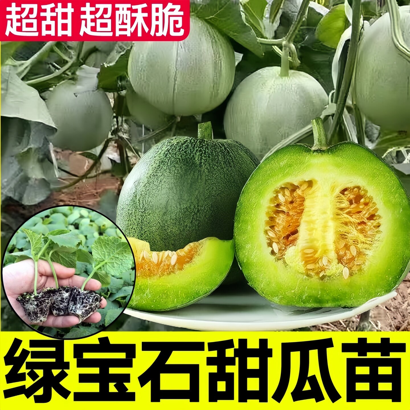 绿宝石甜瓜苗秧苗羊角蜜超甜酥脆香瓜种籽苗四季盆栽阳台瓜秧菜苗