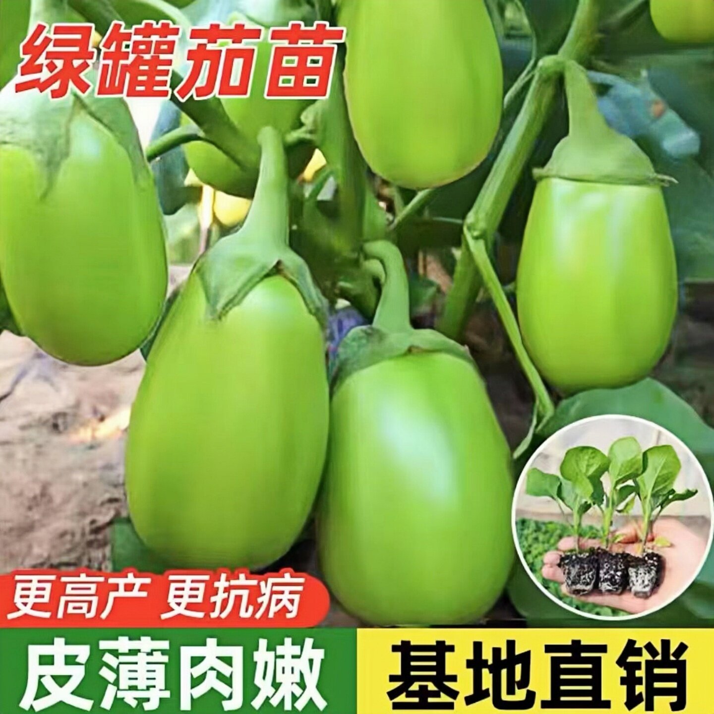 绿罐茄种子圆茄种籽秧苗青色茄子苗早熟绿皮茄菜园春秋季蔬菜种孑