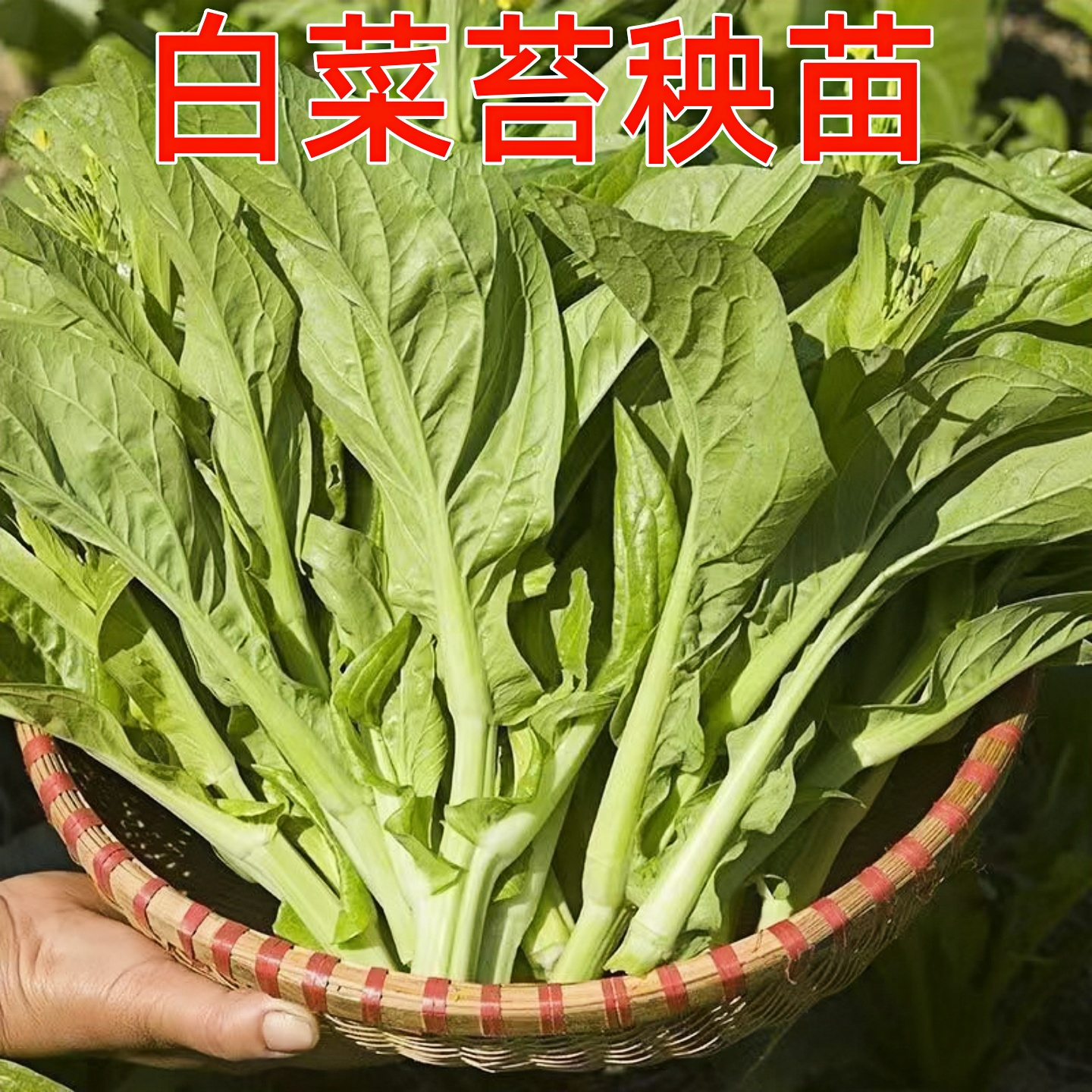 早熟白菜苔种籽香甜早白菜