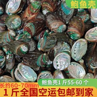 天然鲍鱼贝壳烧烤用鼠草容器6-7厘米1个1斤55-60只鲍鱼壳全国包邮