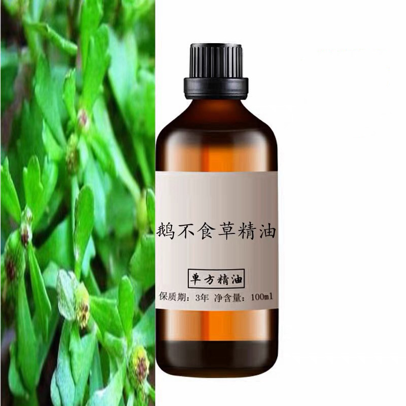鹅不食草精油鹅不食草精油100ml 鼻子香薰扩香 单方精油
