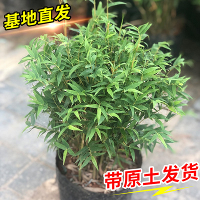 米竹客厅盆景盆栽绿植