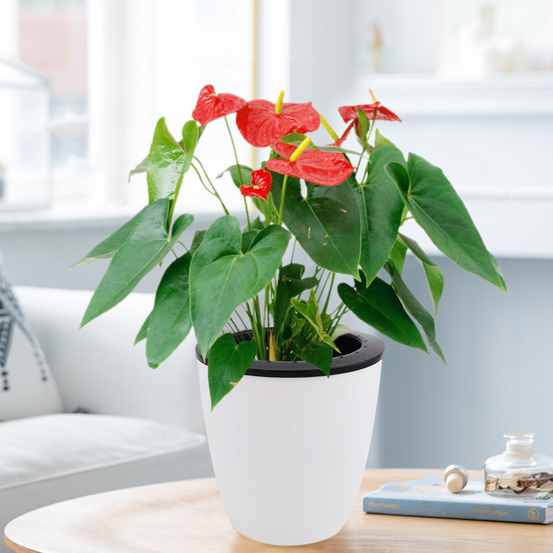 红掌粉掌盆栽花卉 室内水培绿植办公室桌面水养植物阳台