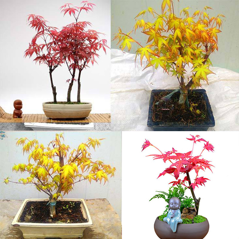 红枫树苗枫树盆景黄金枫盆栽老桩室内阳台庭院四季易活好养绿植物