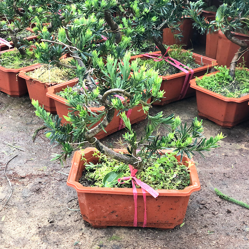 罗汉松盆栽盆景室内观赏植物庭院