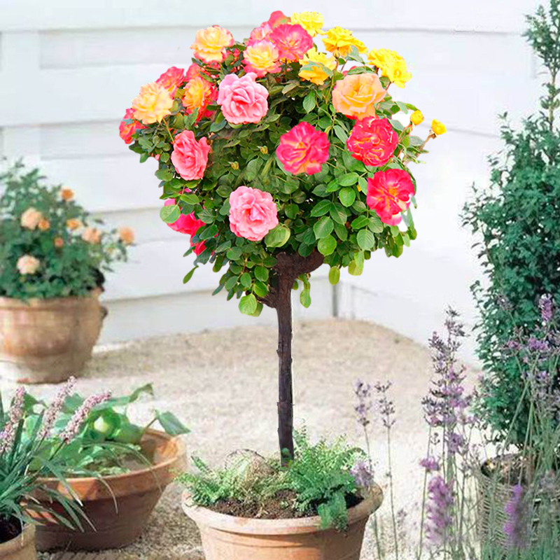 树状月季花苗大花老桩四季易活盆栽花卉植物别墅庭院嫁接欧月树桩