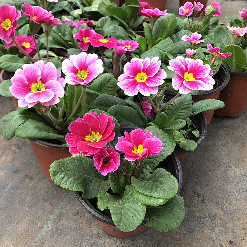 报春花盆栽报春花花苗冬季露天室外喜阳耐寒花卉观花带香气花