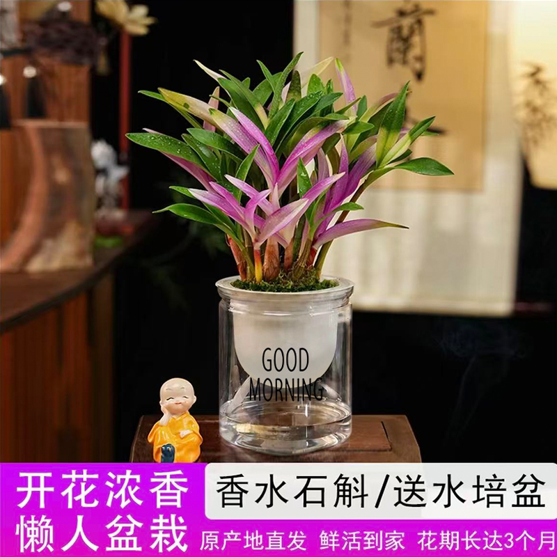 七彩香水石斛兰盆栽浓香型澳洲石