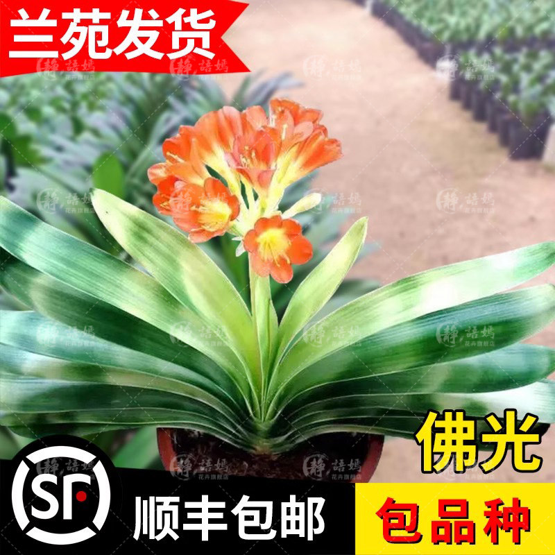 佛光君子兰盆栽高档室内花精品花卉植物稀有绿花黄花圆头大元宝