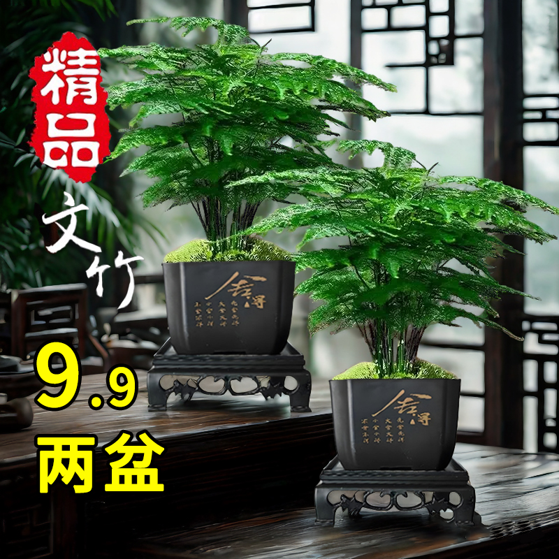 9.9元两盆文竹盆栽植物室内客厅办公室中式禅意盆景好养桌面绿植