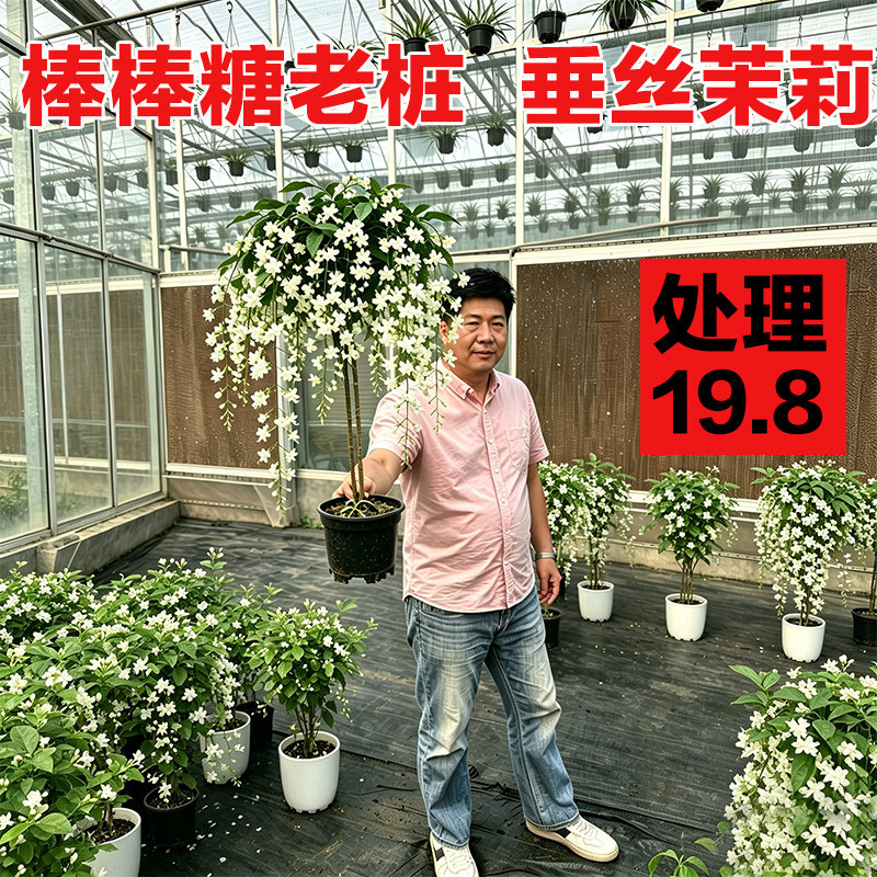 垂丝茉莉盆栽花卉老桩绿植阳台室茉莉花