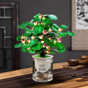 水培小盼菩提树盆栽老桩带果办公室桌面禅意绿植小盆景观果叶植物
