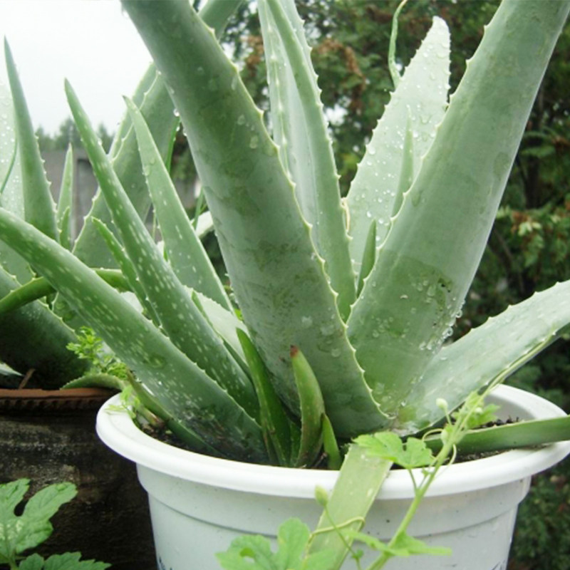 库拉索芦荟盆栽庭院阳台室内办公桌面 大苗四季常青