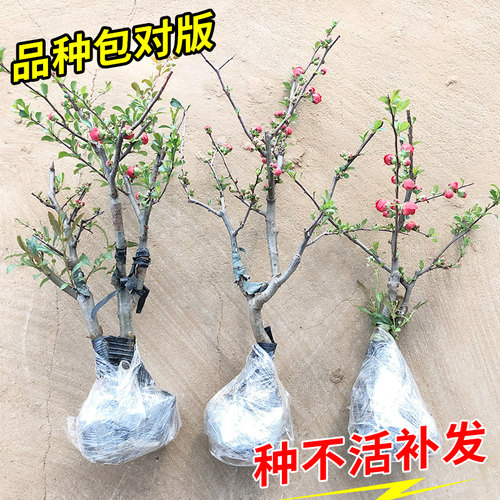 海棠花盆栽树苗四季好养老桩盆景