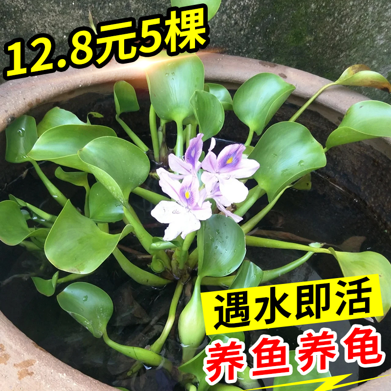 水葫芦水竹水生植物水培水养花卉盆栽四季长青室内金鱼缸易活植物