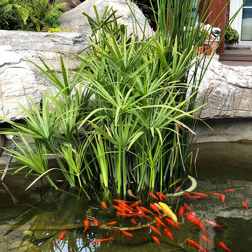 开花水葫芦庭院养鱼水生水景植物