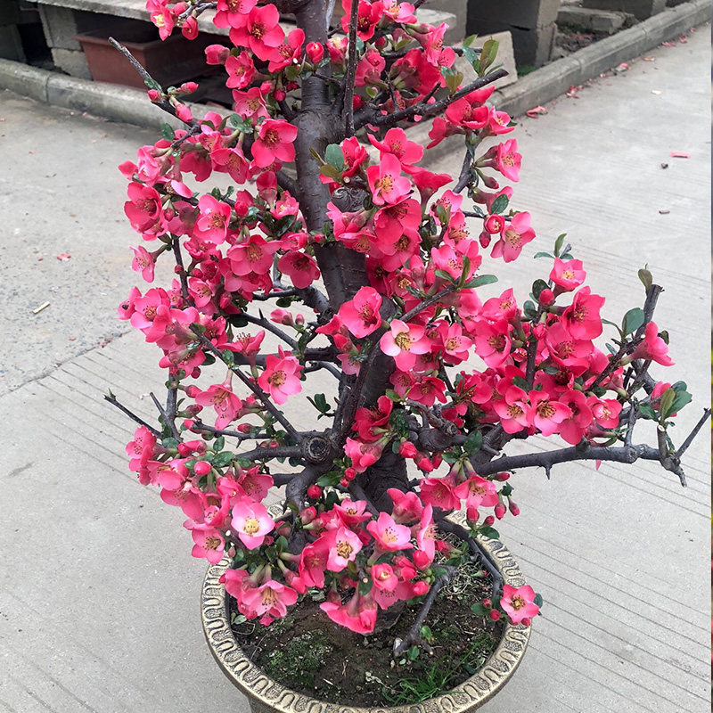 木瓜海棠花苗花卉盆栽室内客厅庭院当年开花盆景四季易活观花植物