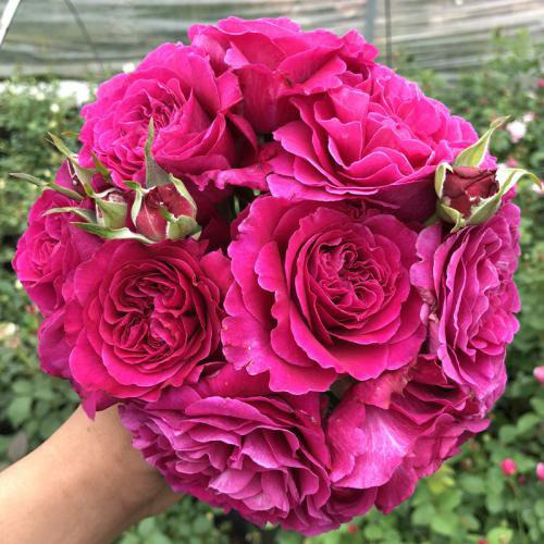 双人芭蕾月季花苗庭院阳台花卉四季易活玫瑰盆栽