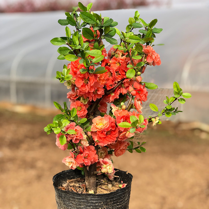 长寿乐 海棠花盆栽四季易活好养花卉植物室内花庭院长寿冠海棠花