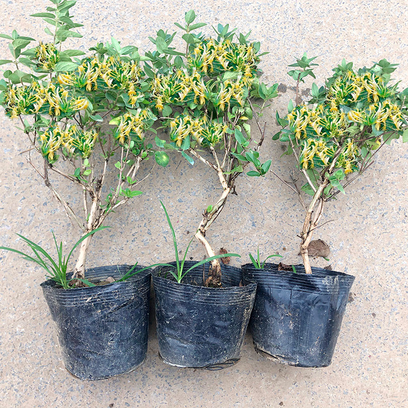 金银花盆栽老桩盆景 室内观花绿植四季易活树苗 庭院爬藤植物花卉