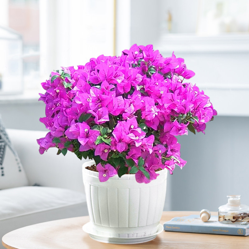 三角梅盆栽带花苞室内客厅易活花卉绿植庭院藤本植物小苗老桩盆景