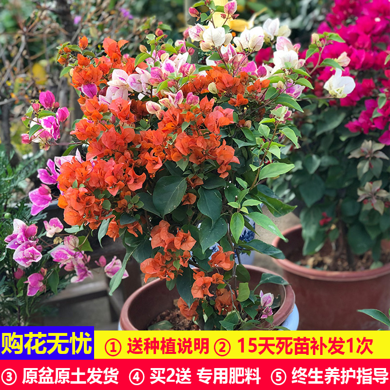 三角梅盆栽带花苞室内客厅易活花卉绿植庭院爬藤植物小苗老桩盆景