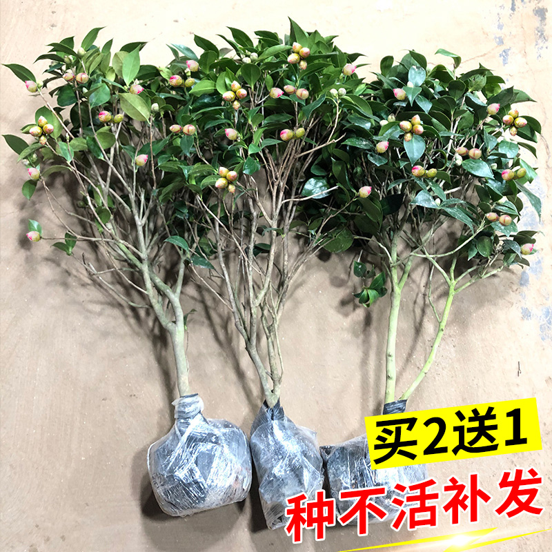 山茶花树苗四季阳台庭院花卉植物