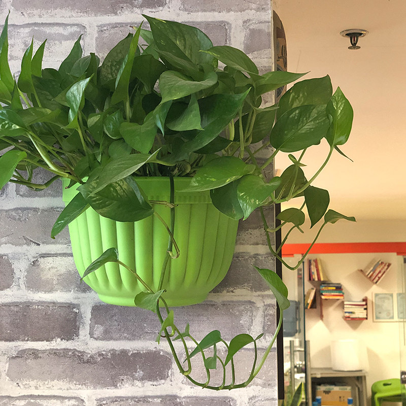 绿萝盆栽室内办公室桌面水培植物爬藤吊兰客厅水养绿植