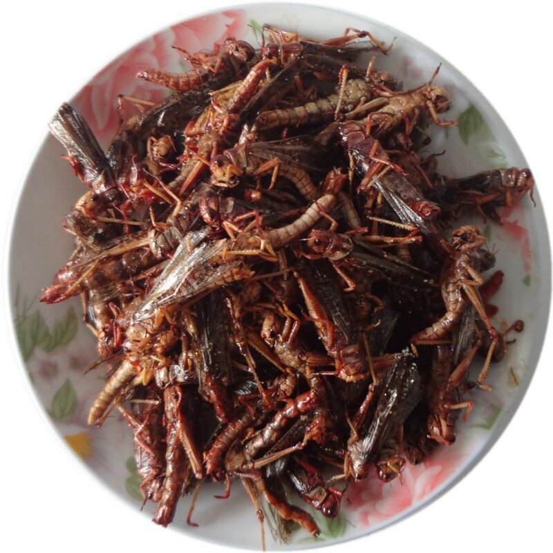 山东沂蒙特产美食小吃油炸蚂蚱蝗虫稻蝗虫蚱蜢收到自己油炸熟蚂蚱