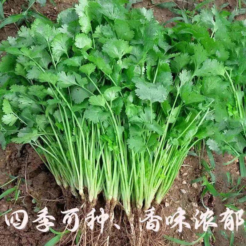 四季大叶香菜种子芫荽盐须种子阳台庭院可种蔬菜种子耐抽苔香浓