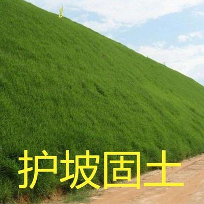 护坡固土草种四季青护坡王草籽绿化草坪四季青庭院耐旱植物草种子