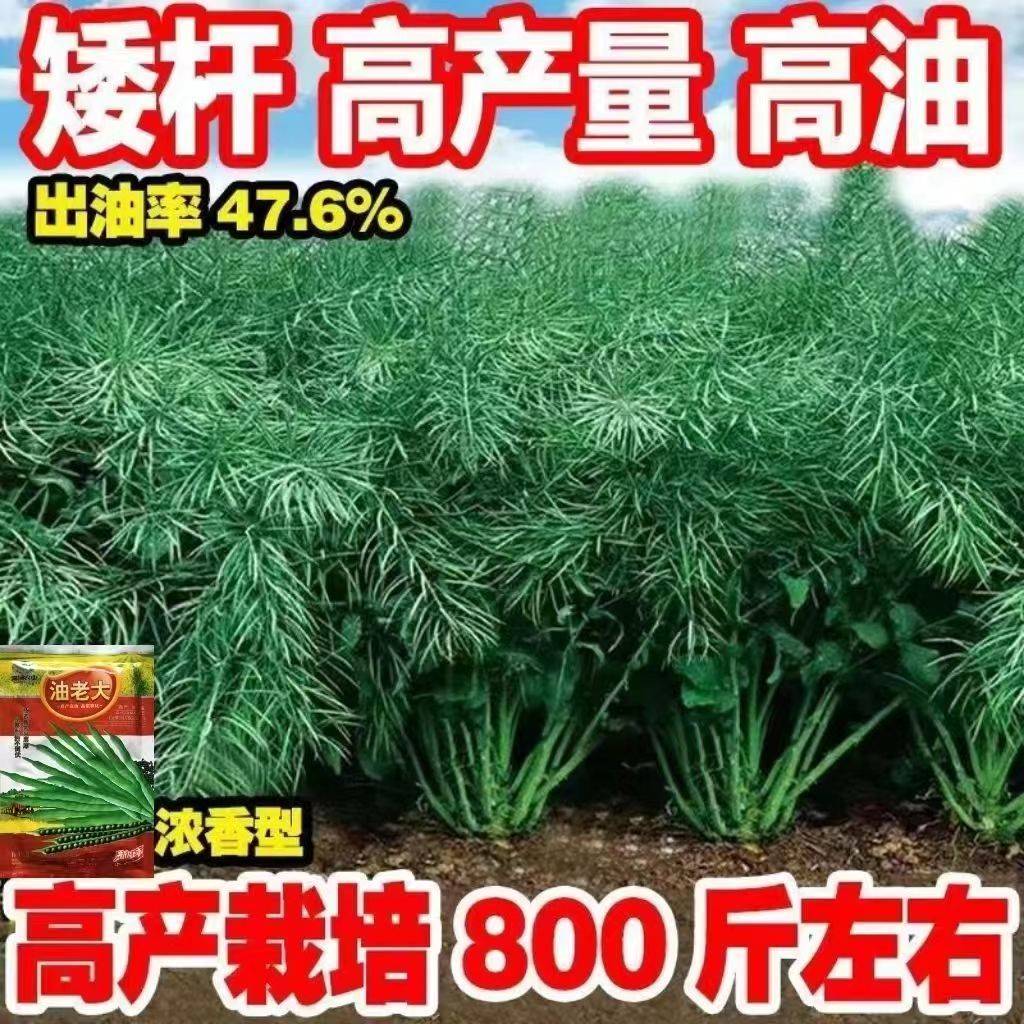 油菜种子矮杆耐寒抗倒早熟杂交高产油菜籽种油率高油菜花蔬菜种子