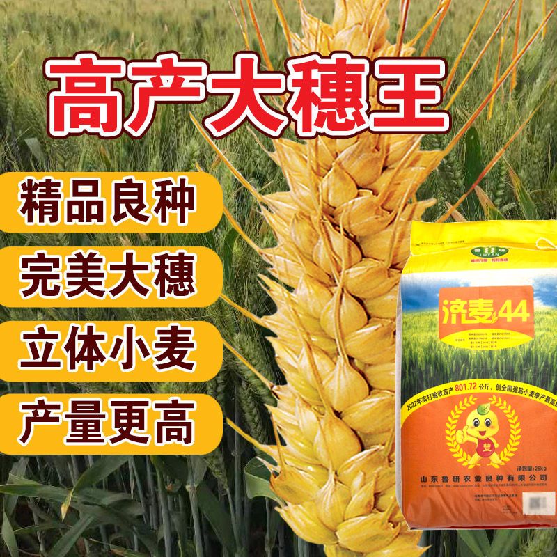 国审高产大穗小麦种子济麦44原种矮秆抗倒农科院新品种抗盐碱