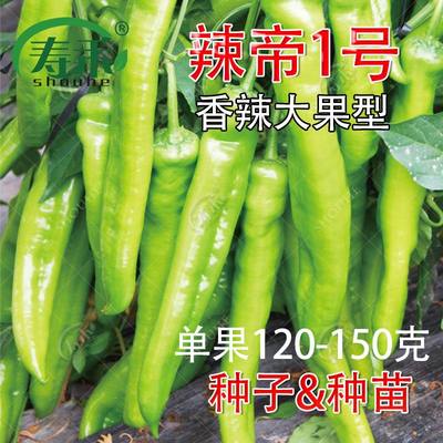 尖椒种子辣椒苗超辣高产秧苗菜四季种植食用蔬菜子孑籽种盆栽种籽