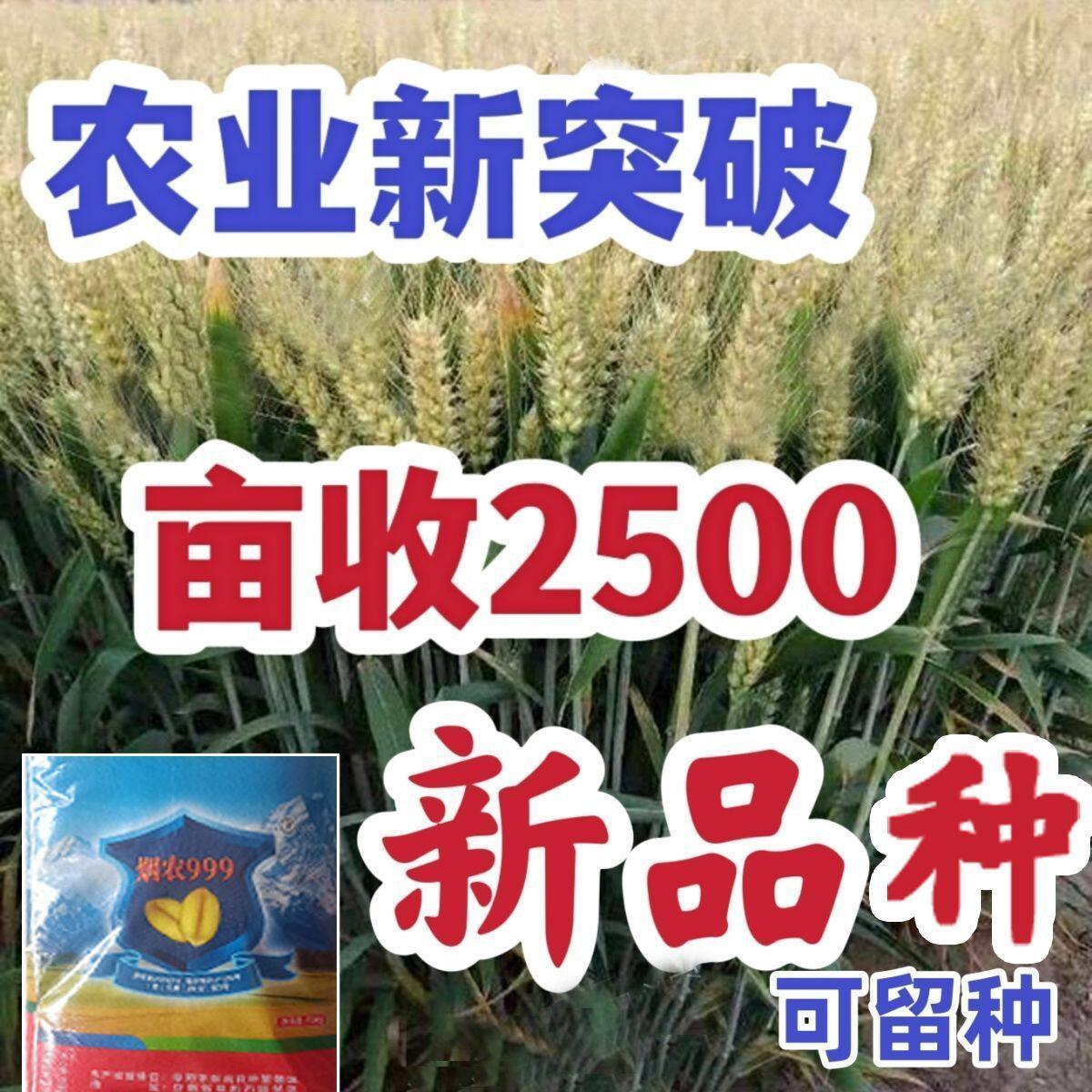 价烟农999国审小麦种子原种高产矮杆抗倒伏抗病