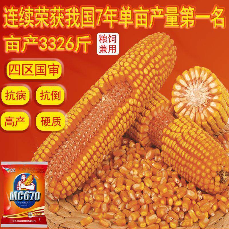 MC670原装国审高产玉米种子抗病矮杆大棒抗高温抗旱黄金角质使用感如何?