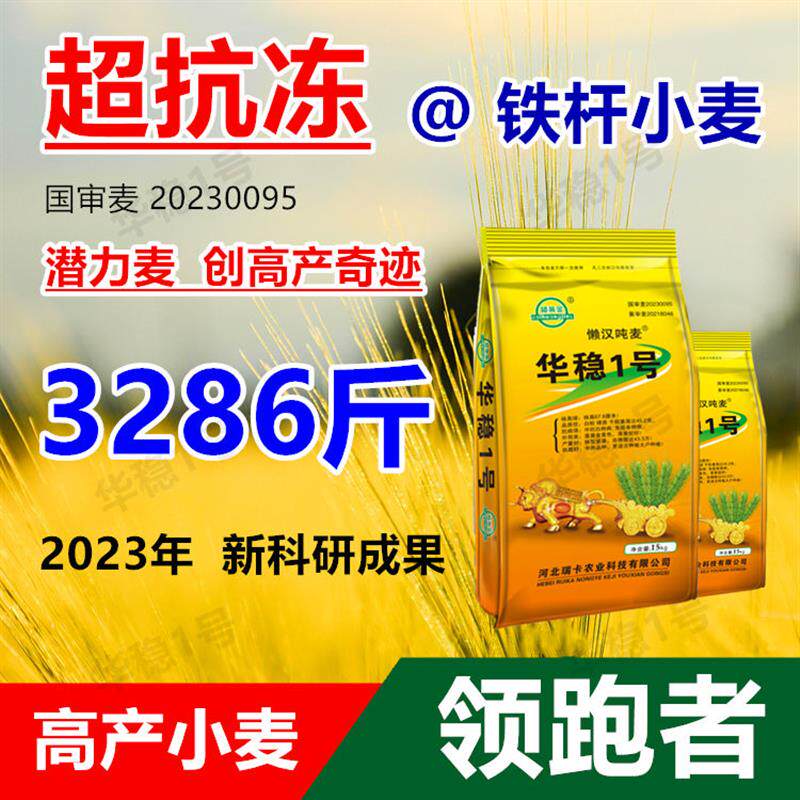华稳1号吨麦矮杆大穗小麦原种高产优质小麦种子耐寒抗病抗倒使用感如何?