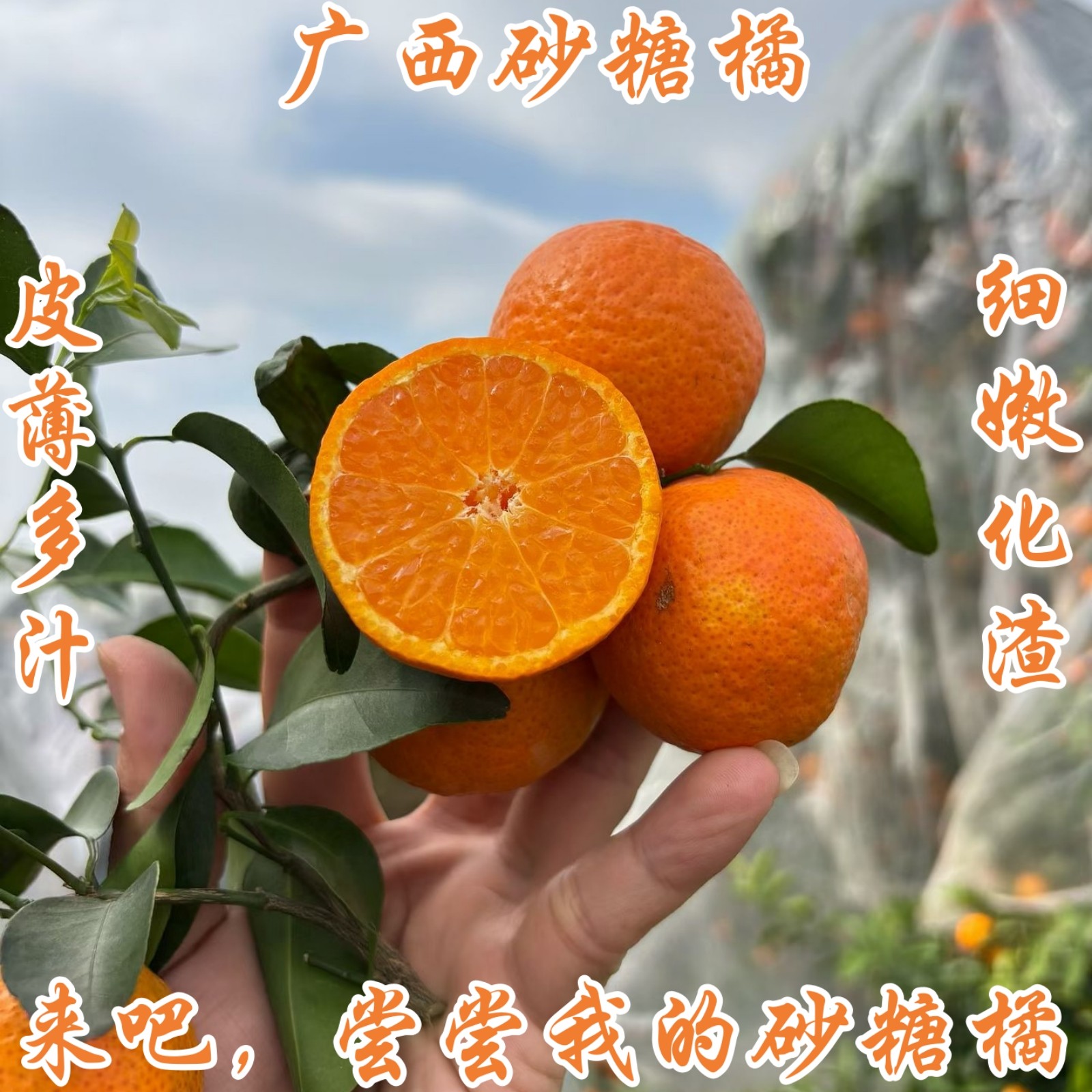 正宗广西武鸣砂糖橘新鲜水果无籽小沙糖桔子蜜桔整箱5斤顺丰京东,水产肉类/新鲜蔬果/熟食,桔子,淘宝优惠券,粉丝福利购,淘宝优惠卷